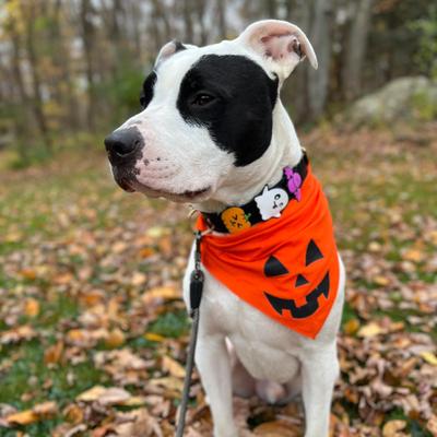 Show full view: Jiby Dog Crew Ghost Jiby Dog Collar Accessory slide 5 of 7