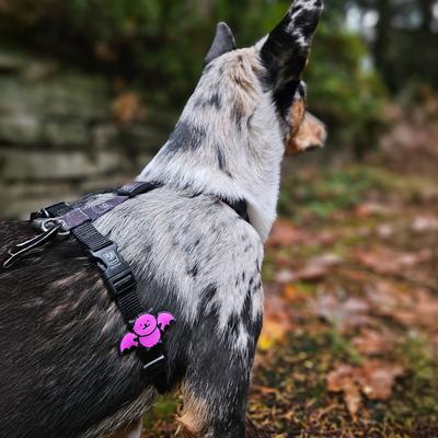 Show full view: Jiby Dog Crew Bat Jiby Dog Collar Accessory slide 2 of 4