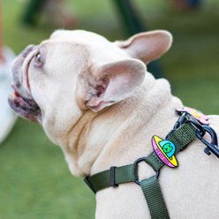 Jiby Dog Crew UFO Jiby Dog Collar Accessory slide 2 of 6