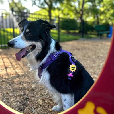 Show full view: Jiby Dog Crew Suns Out Jiby Dog Collar Accessory slide 2 of 5