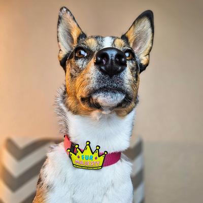 Show full view: Jiby Dog Crew Fur Majesty Jiby Dog Collar Accessory slide 2 of 7