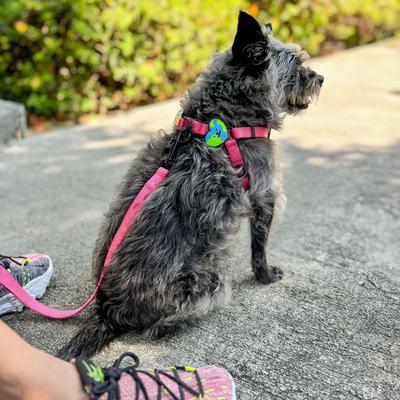 Show full view: Jiby Dog Crew Earth Heart Jiby Dog Collar Accessory slide 3 of 6