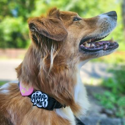 Show full view: Jiby Dog Crew Adopt Me Jiby Dog Collar Accessory slide 4 of 6