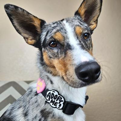 Show full view: Jiby Dog Crew Adopt Me Jiby Dog Collar Accessory slide 3 of 6