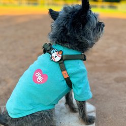 Jiby Dog Crew Baseball Jiby Dog Collar Accessory slide 2 of 5