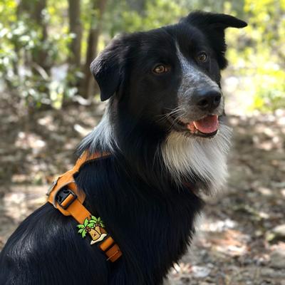 Show full view: Jiby Dog Crew Palm Tree Jiby Dog Collar Accessory slide 4 of 6