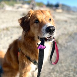 Jiby Dog Crew Ice Cream Jiby Dog Collar Accessory slide 2 of 6