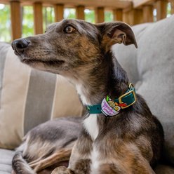 Jiby Dog Crew Send Noods Jiby Dog Collar Accessory slide 2 of 4