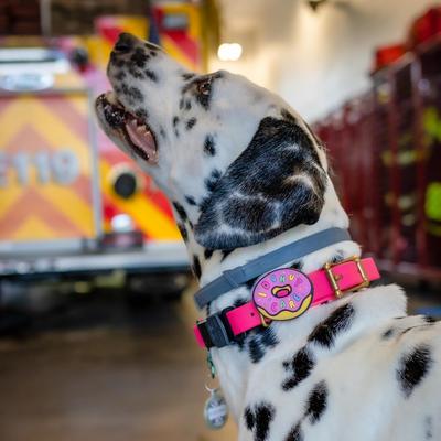 Show full view: Jiby Dog Crew I Donut Care Jiby Dog Collar Accessory slide 3 of 5