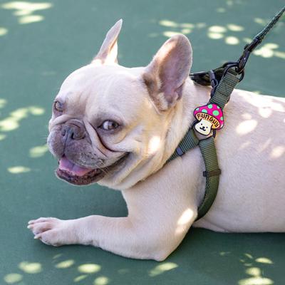 Show full view: Jiby Dog Crew Fun Guy Jiby Dog Collar Accessory slide 4 of 6