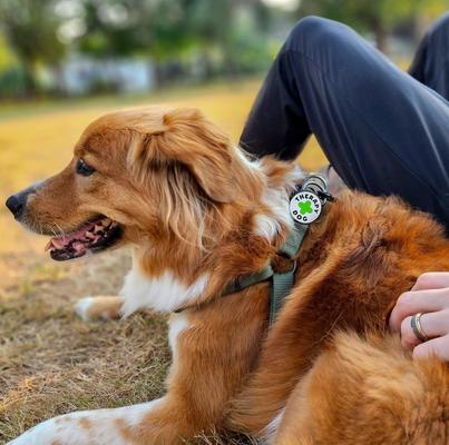 Show full view: Jiby Dog Crew Therapy Jiby Dog Collar Accessory slide 2 of 4