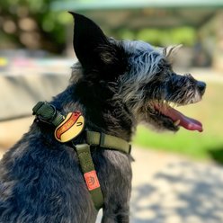 Jiby Dog Crew Sup Jiby Dog Collar Accessory slide 2 of 4