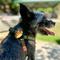 Show in main carousel: Jiby Dog Crew Sup Jiby Dog Collar Accessory slide 2 of 4
