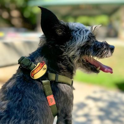 Show full view: Jiby Dog Crew Sup Jiby Dog Collar Accessory slide 2 of 4