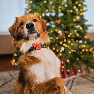 Show full view: Jiby Dog Crew Ribbon Jiby Dog Collar Accessory, Red slide 4 of 7