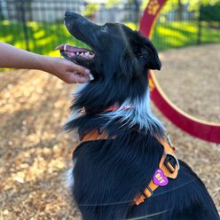Jiby Dog Crew BFF Jiby Dog Collar Accessory, Purple slide 2 of 5