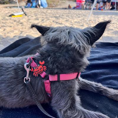 Show full view: Jiby Dog Crew Crabby Jiby Dog Collar Accessory slide 2 of 5