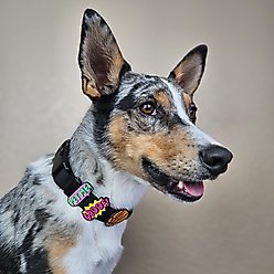 Jiby Dog Crew Pet Me Jiby Dog Collar Accessory slide 2 of 5