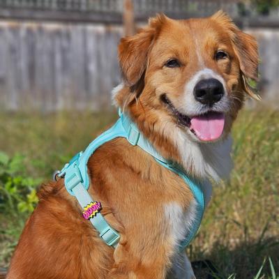 Show full view: Jiby Dog Crew Woof Jiby Dog Collar Accessory slide 2 of 5