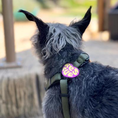 Show full view: Jiby Dog Crew Rescue Jiby Dog Collar Accessory, Purple slide 3 of 6