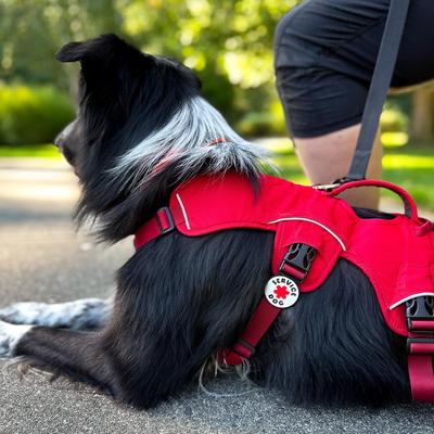 Show full view: Jiby Dog Crew Service Jiby Dog Collar Accessory slide 2 of 5