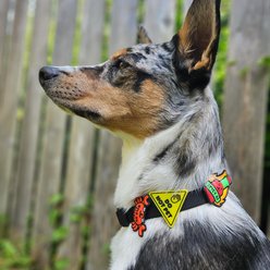 Jiby Dog Crew Do Not Pet Jiby Dog Collar Accessory slide 2 of 6