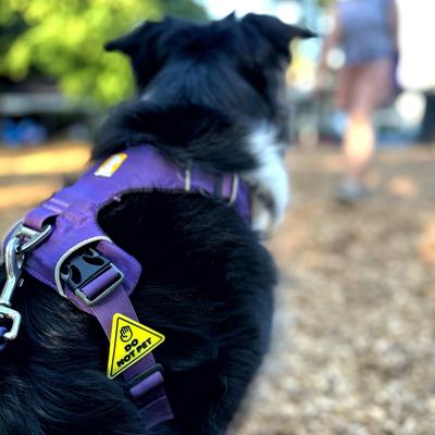 Show full view: Jiby Dog Crew Do Not Pet Jiby Dog Collar Accessory slide 4 of 6