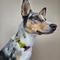 Show in main carousel: Jiby Dog Crew Do Not Pet Jiby Dog Collar Accessory slide 3 of 6