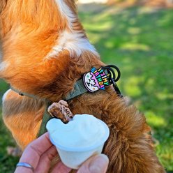 Jiby Dog Crew Birthday Jiby Dog Collar Accessory slide 2 of 4