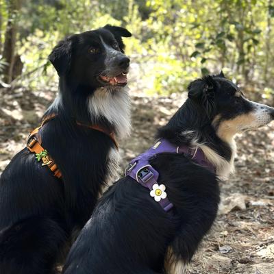 Show full view: Jiby Dog Crew Daisy Jiby Dog Collar Accessory, White slide 6 of 8