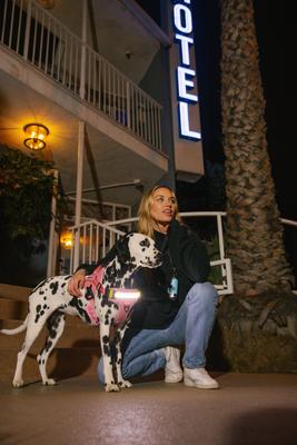 Show full view: Lumi Pawtners Lumi One Dog Harness, Pink, Large: 16 to 29-in chest slide 6 of 12