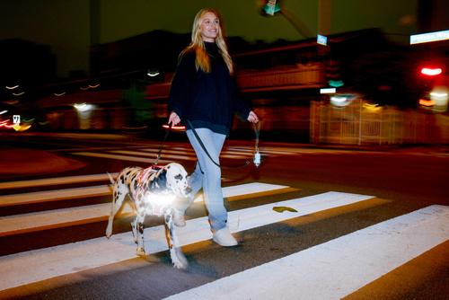 Show full view: Lumi Pawtners Lumi One Dog Harness, Pink, Large: 16 to 29-in chest slide 8 of 12