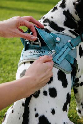 Show full view: Lumi Pawtners Lumi One Dog Harness, Blue, X-Large: 18 to 35-in chest slide 7 of 12