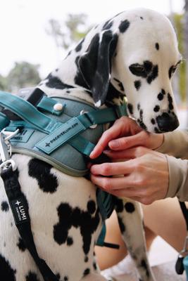 Show full view: Lumi Pawtners Lumi One Dog Harness, Blue, X-Large: 18 to 35-in chest slide 8 of 12