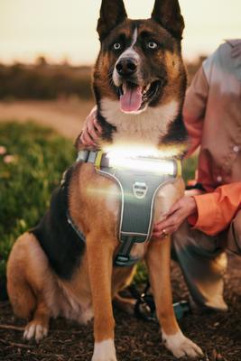 Show full view: Lumi Pawtners Lumi One Dog Harness, Blue, X-Large: 18 to 35-in chest slide 6 of 12