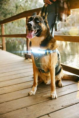 Show full view: Lumi Pawtners Lumi One Dog Harness, Blue, X-Large: 18 to 35-in chest slide 4 of 12