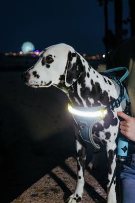 Show full view: Lumi Pawtners Lumi One Dog Harness, Blue, Large: 16 to 29-in chest slide 6 of 12