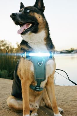 Show full view: Lumi Pawtners Lumi One Dog Harness, Blue, Large: 16 to 29-in chest slide 7 of 12