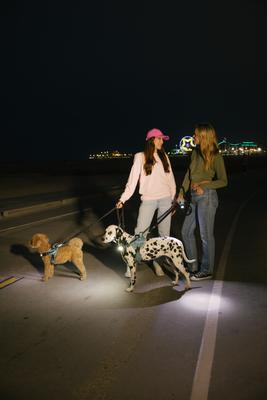 Show full view: Lumi Pawtners Lumi One Dog Harness, Blue, Medium: 12 to 24-in chest slide 8 of 12