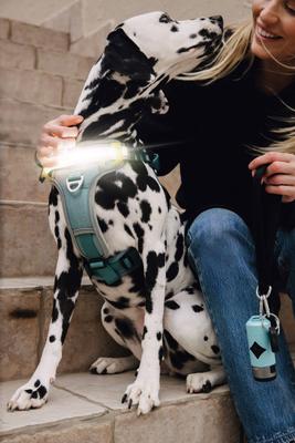 Show full view: Lumi Pawtners Lumi One Dog Harness, Blue, Large: 16 to 29-in chest slide 3 of 12