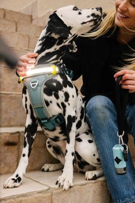 Show full view: Lumi Pawtners Lumi One Dog Harness, Blue, Medium: 12 to 24-in chest slide 4 of 12