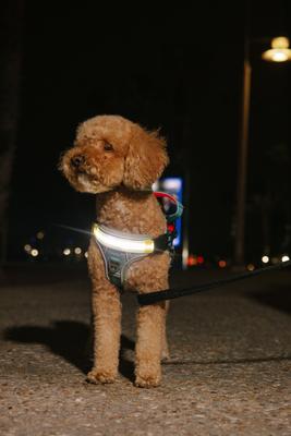 Show full view: Lumi Pawtners Lumi One Dog Harness, Blue, Small: 10 to 19-in chest slide 6 of 14