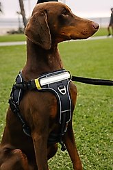 Lumi Pawtners Lumi One Dog Harness, Black, Large: 16 to 29-in chest slide 2 of 8