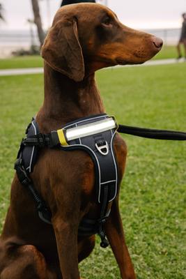 Show full view: Lumi Pawtners Lumi One Dog Harness, Black, X-Large: 18 to 35-in chest slide 6 of 11