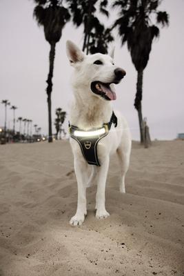 Show full view: Lumi Pawtners Lumi One Dog Harness, Black, X-Large: 18 to 35-in chest slide 5 of 11