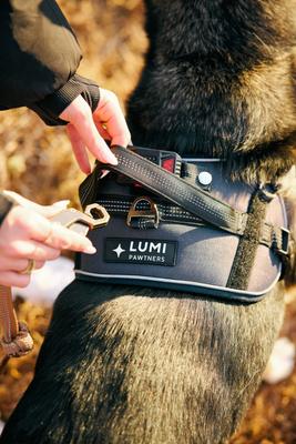 Show full view: Lumi Pawtners Lumi One Dog Harness, Black, X-Large: 18 to 35-in chest slide 7 of 11