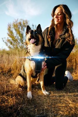 Show full view: Lumi Pawtners Lumi One Dog Harness, Black, X-Large: 18 to 35-in chest slide 4 of 11