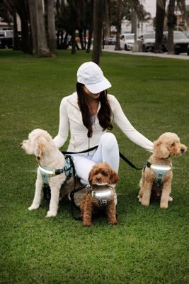 Show full view: Lumi Pawtners Lumi One Dog Harness, Black, Medium: 12 to 24-in chest slide 3 of 11