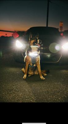 Show full view: Lumi Pawtners Lumi One Dog Harness, Black, Large: 16 to 29-in chest slide 6 of 12