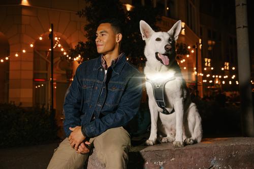 Show full view: Lumi Pawtners Lumi One Dog Harness, Black, Large: 16 to 29-in chest slide 7 of 12